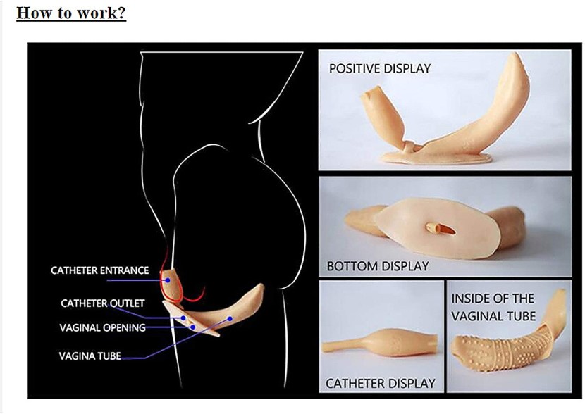 Anatomy of sexual intercourse