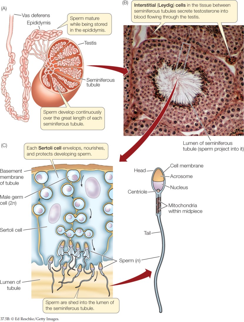 Jimmy and Timmy Power of time