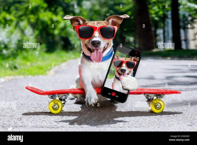 The dog is on a scooter