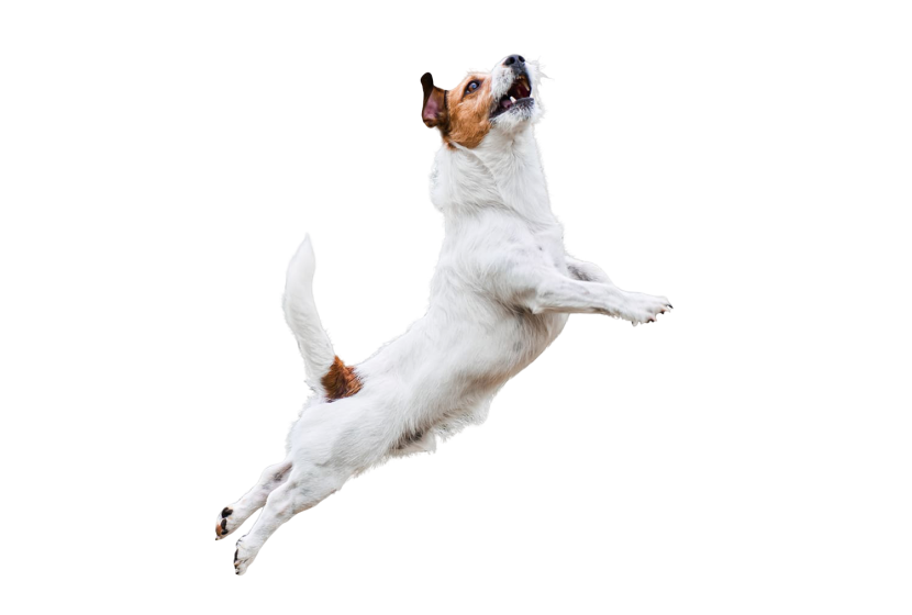 Dog in a jump on a white background