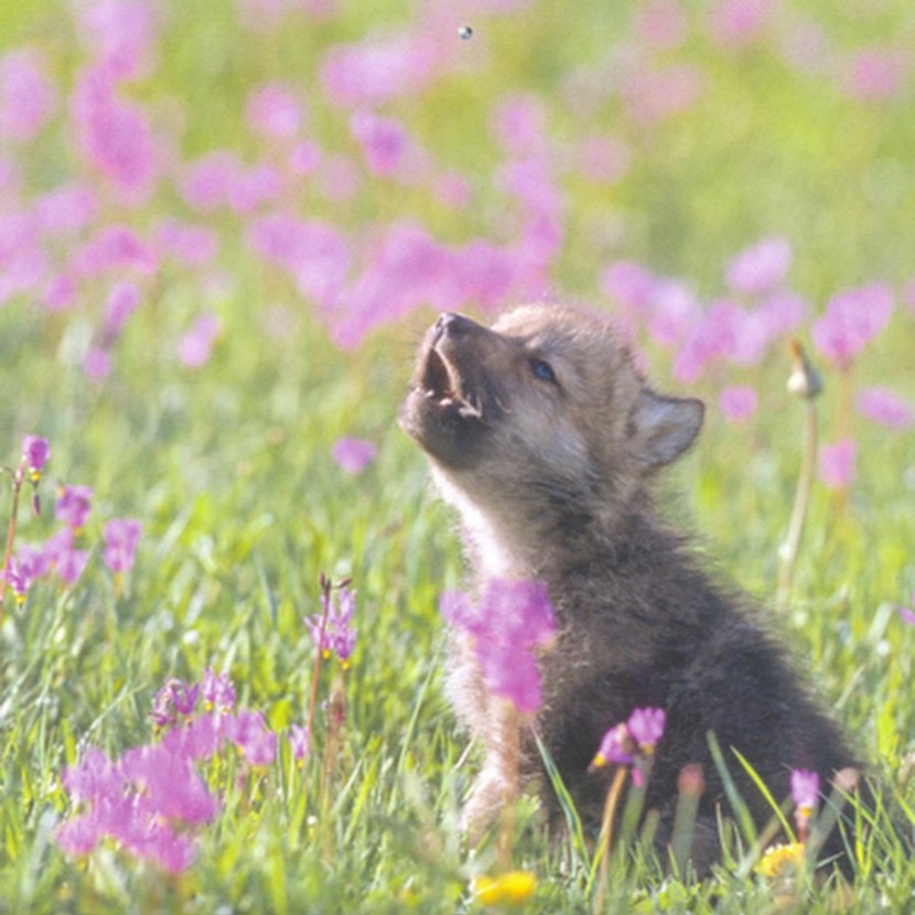 All pictures in the game My Sexy Waitress