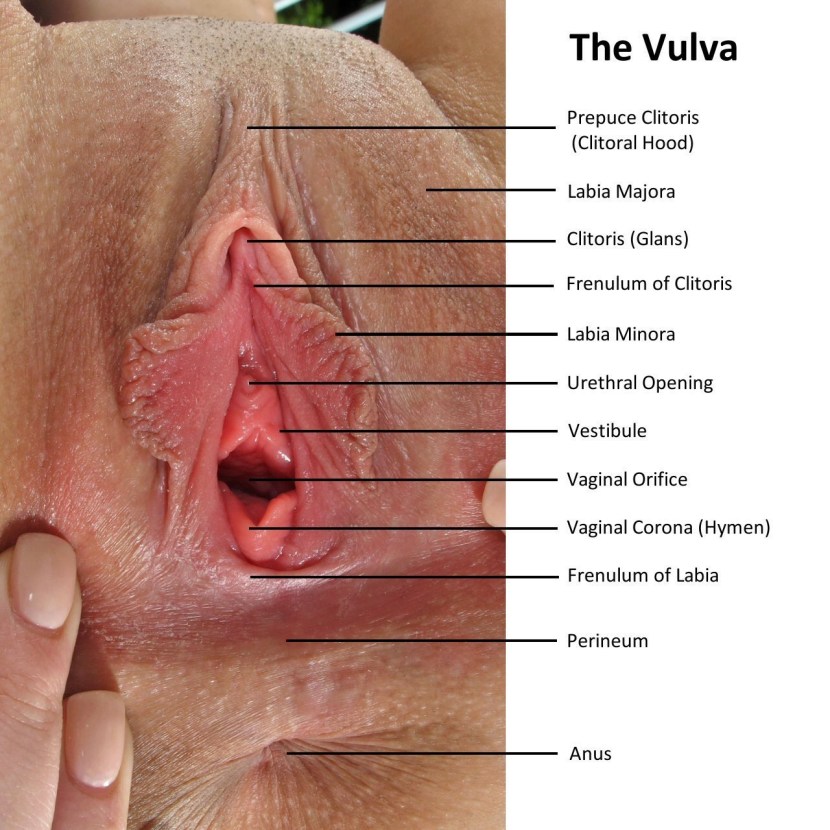The structure of the female perineum