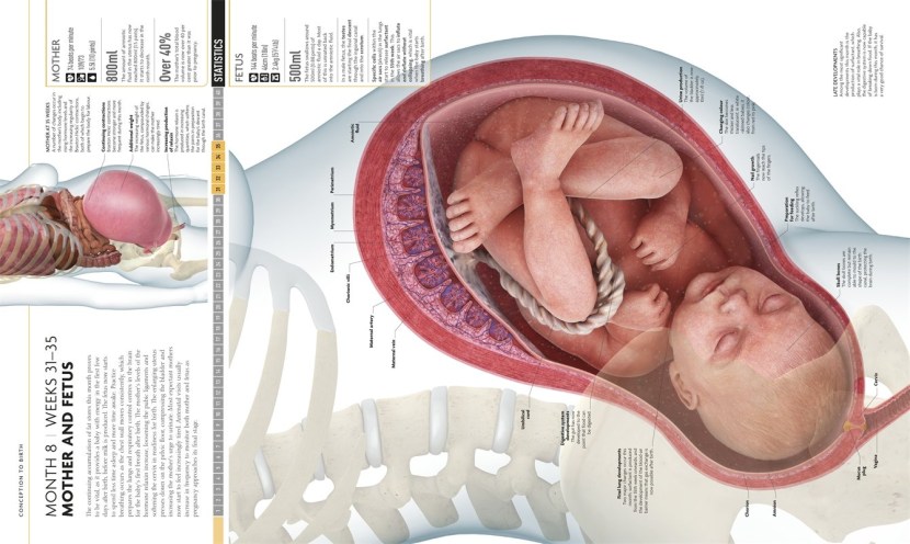 The body of a pregnant woman