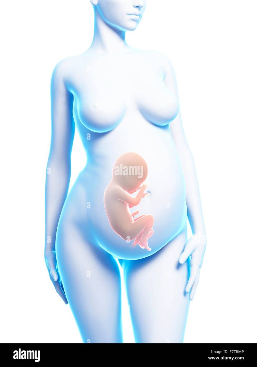 Fertilization XRAY PREGNANT