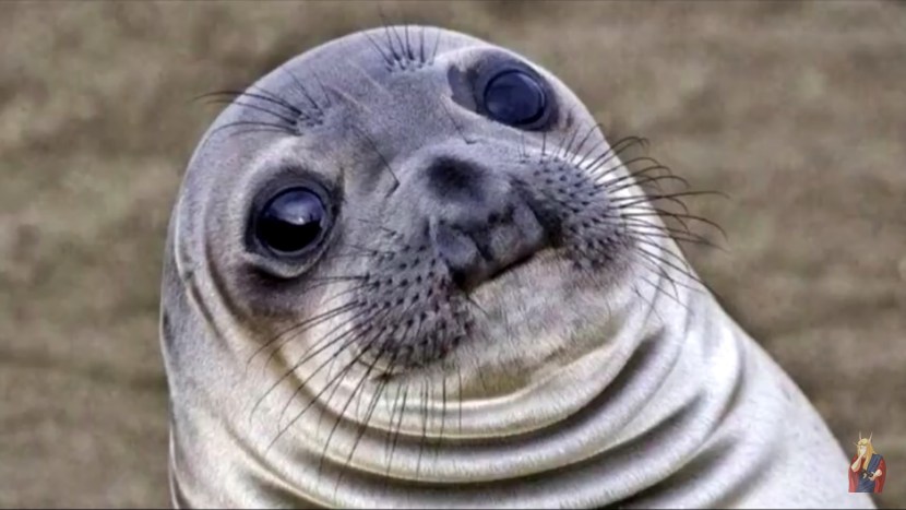 The seal is weighing