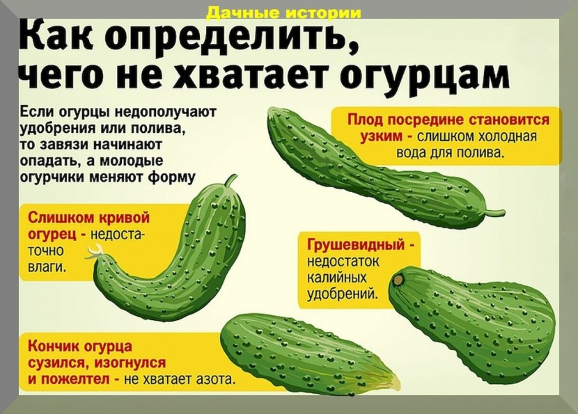 Cucumbers lack of trace elements