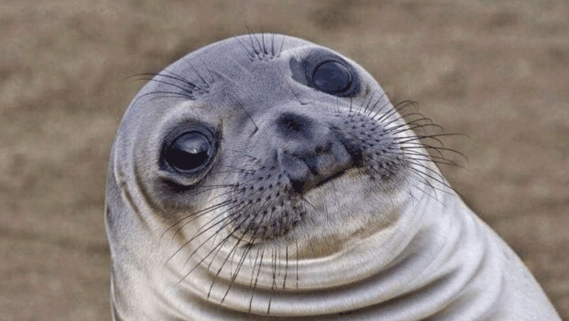 I'm too lazy I'm a seal