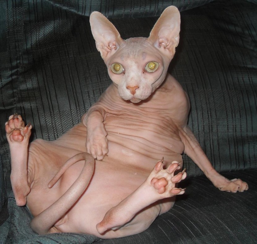 Naked cat