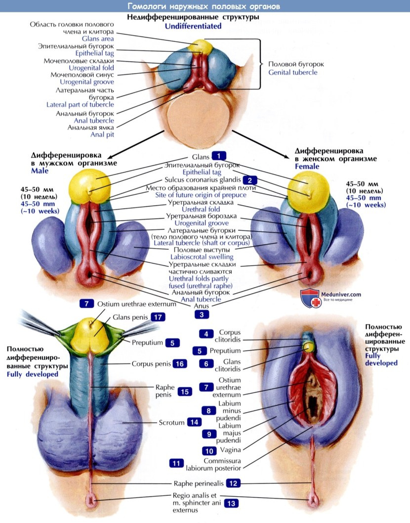 External genitalia structure anatomy