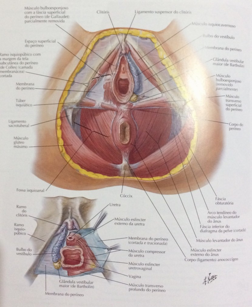 M ISCHIOCAVERNOSUS M Bulbospongiosus and M Transvers Perinei Superficialis