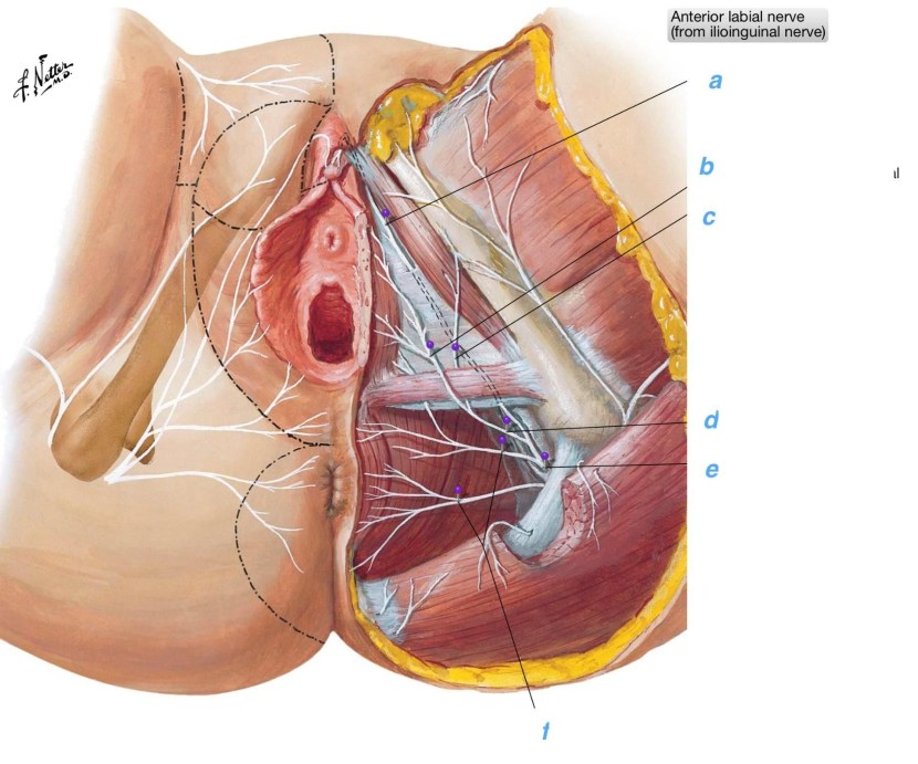 Shameful nerve anatomy in women