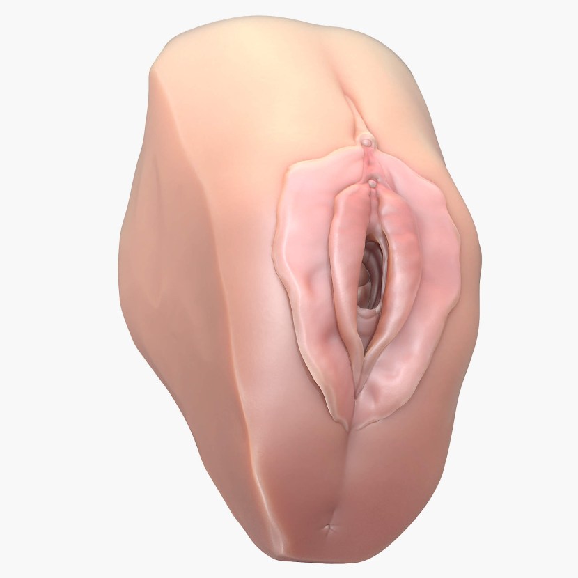 Horizontal vagina picture