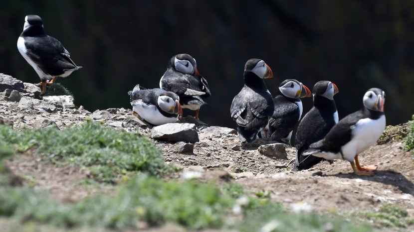 Photo where Puffins live