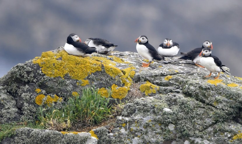 Waring Rob "Puffin Rescue!"