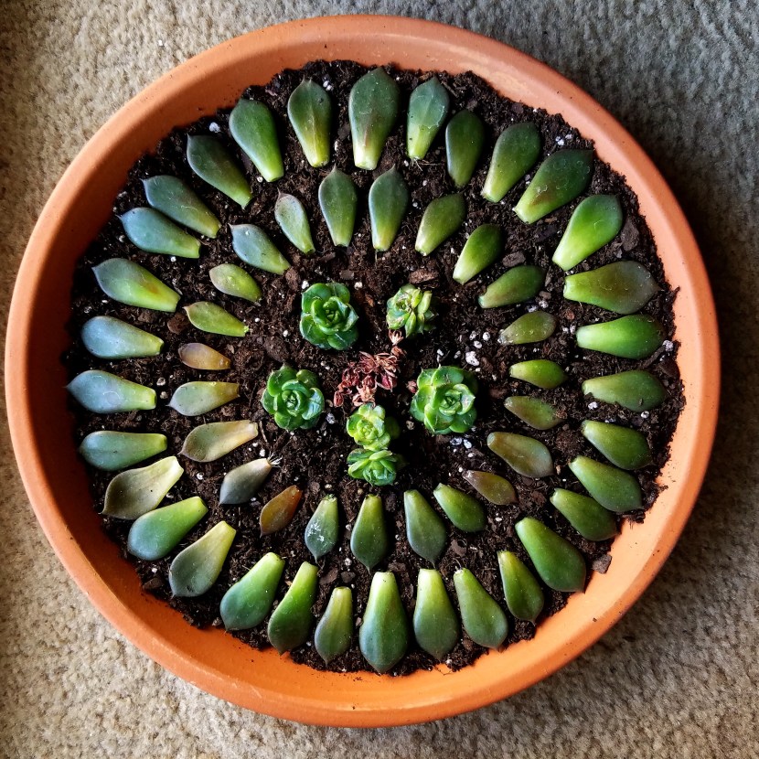 Succule Black Prince