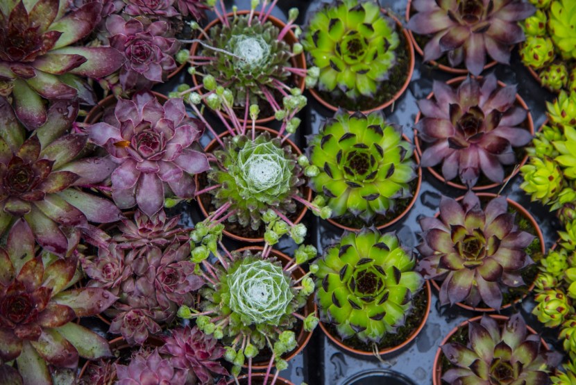 Crassula Capithelane Rubra