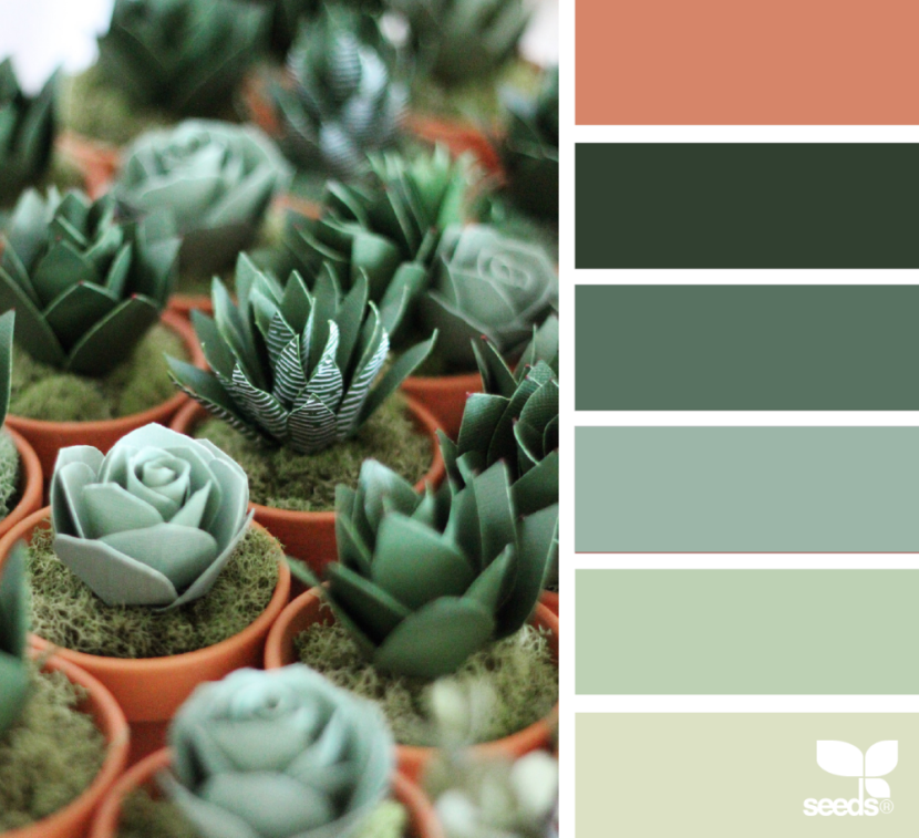 Nina Rukavishnikova succulents