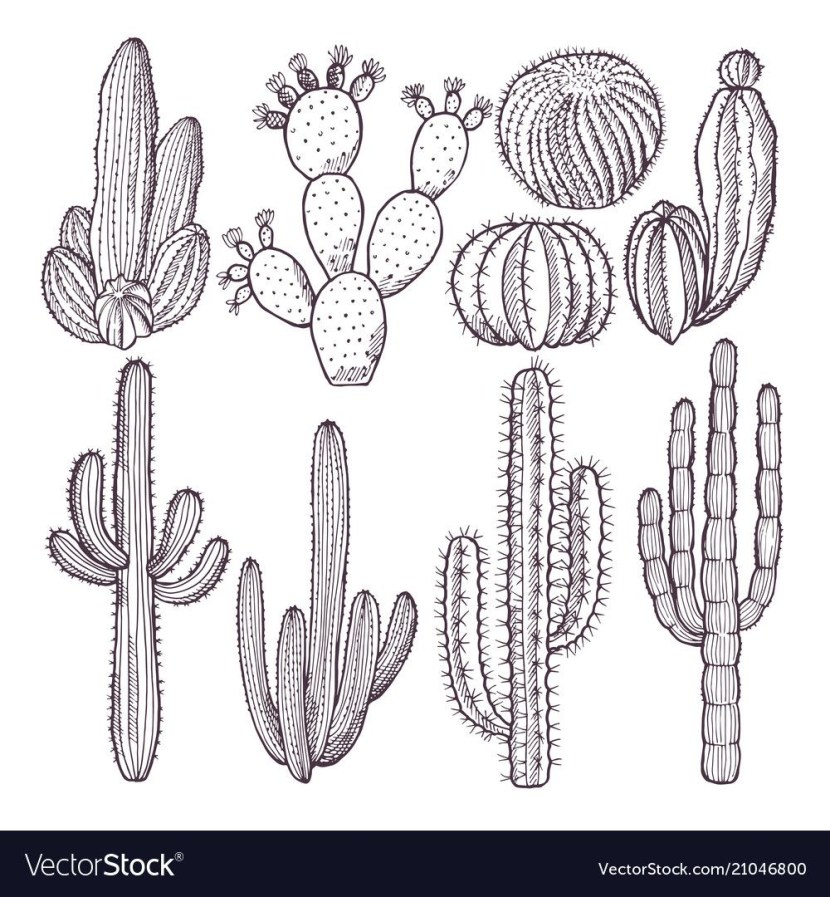 Roofing (Sempeervivum Tectorum)