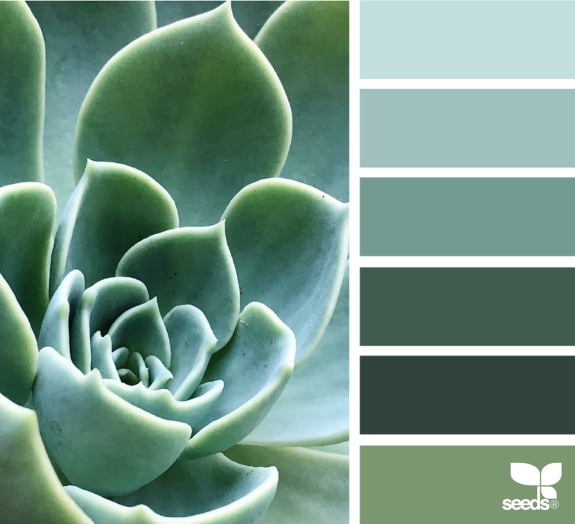 Succulent color