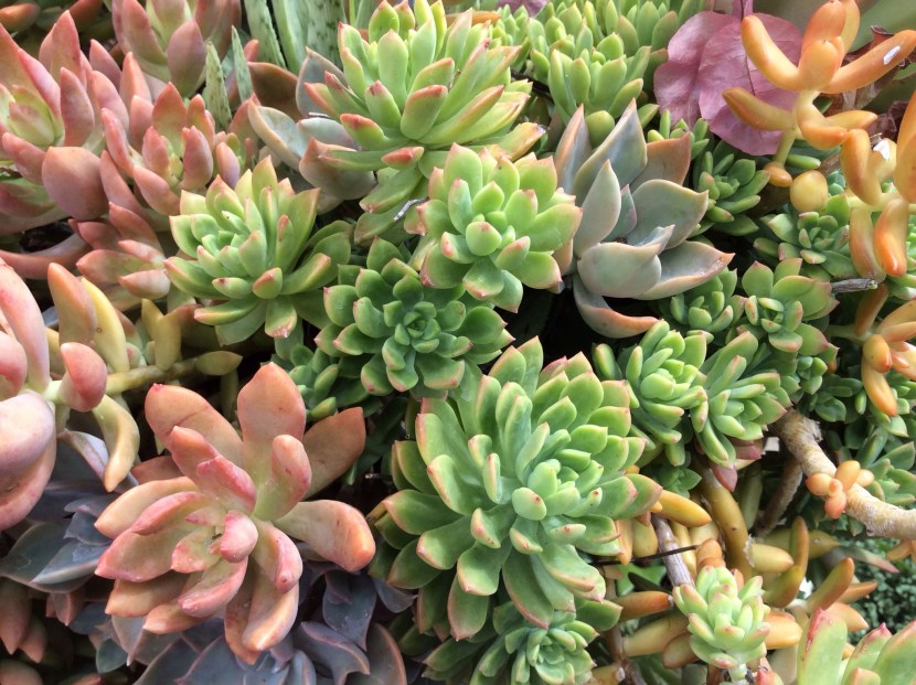 Bouquet with succulents