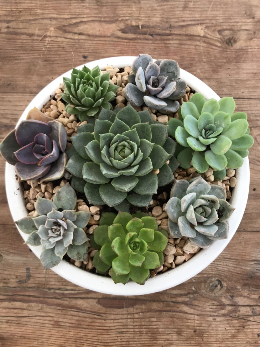 Seeds Color Palette Emerald