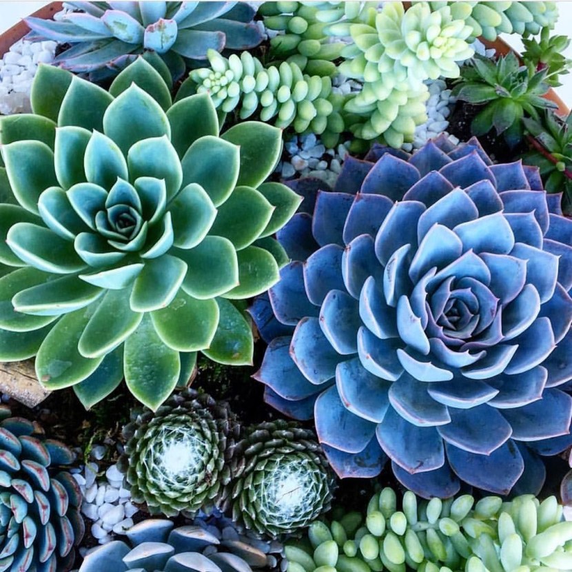Diamond mosaic bouquet of succulents