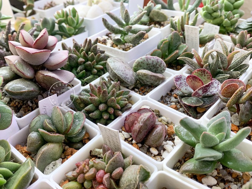 Succulent Adromiscus