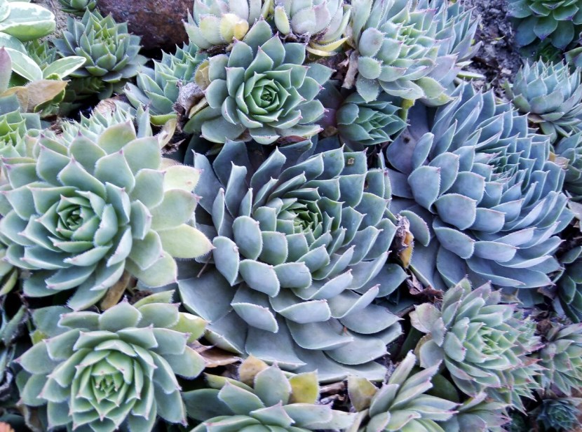 Cactus valley concept art