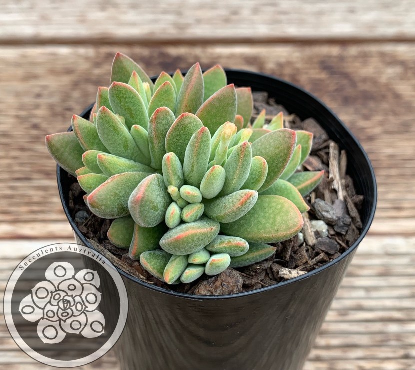 Succulent Adromiscus