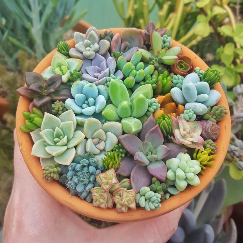 Sukkualent of food dye