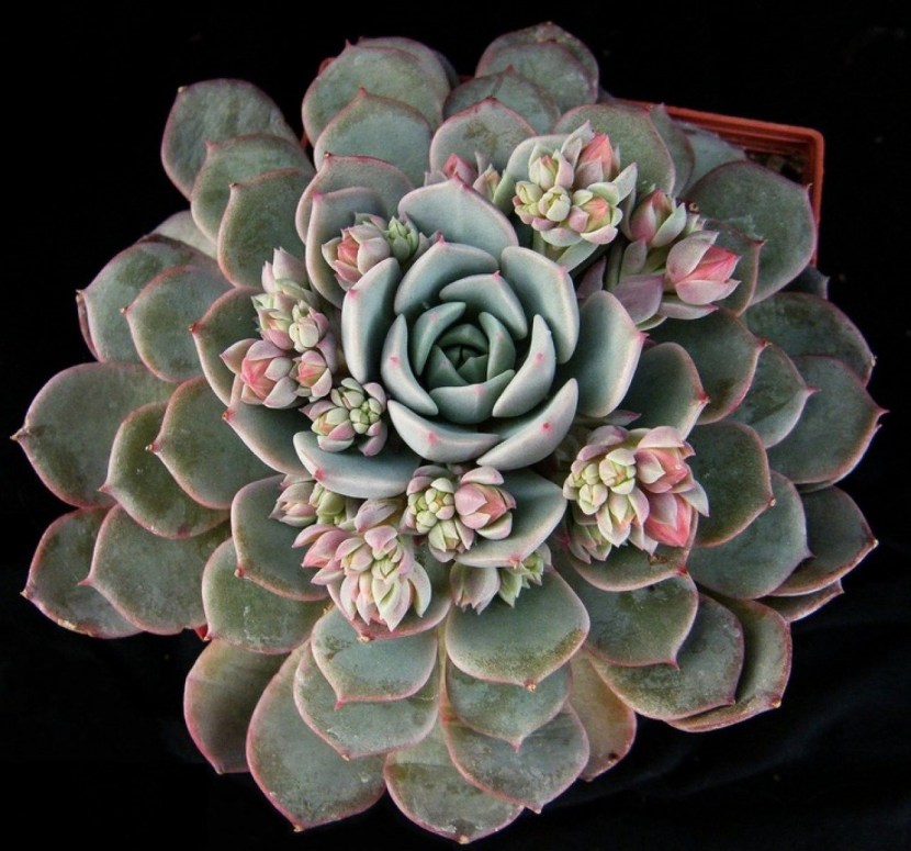 Succulent PDF