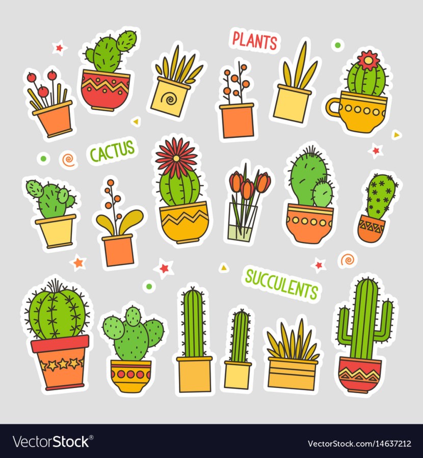 Cactus on a transparent background