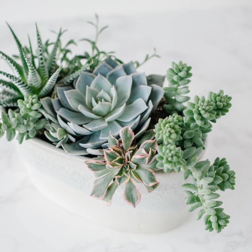 Cactus structure drawing