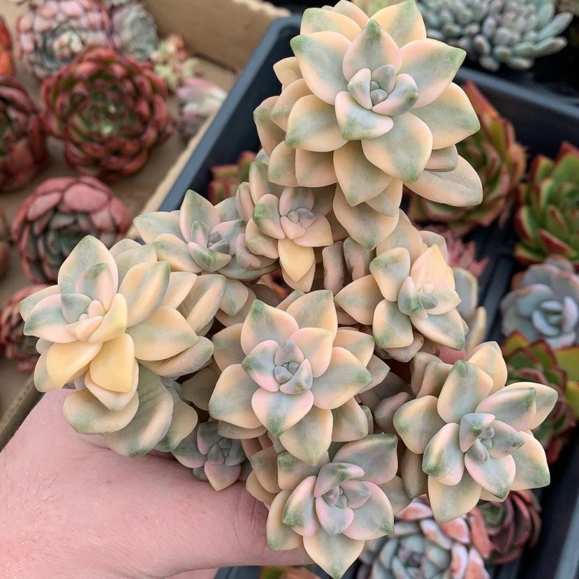 Young Sempervivum Cassiopea