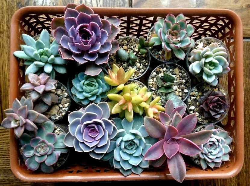 Succulents is aloevid