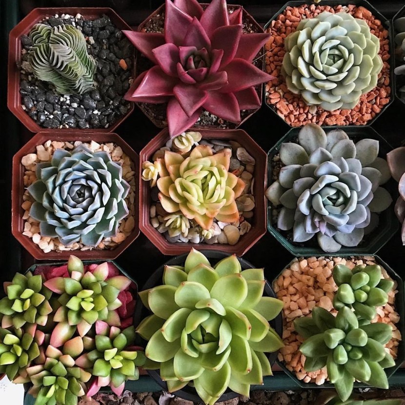 Echeaheria is meat -inflammatory