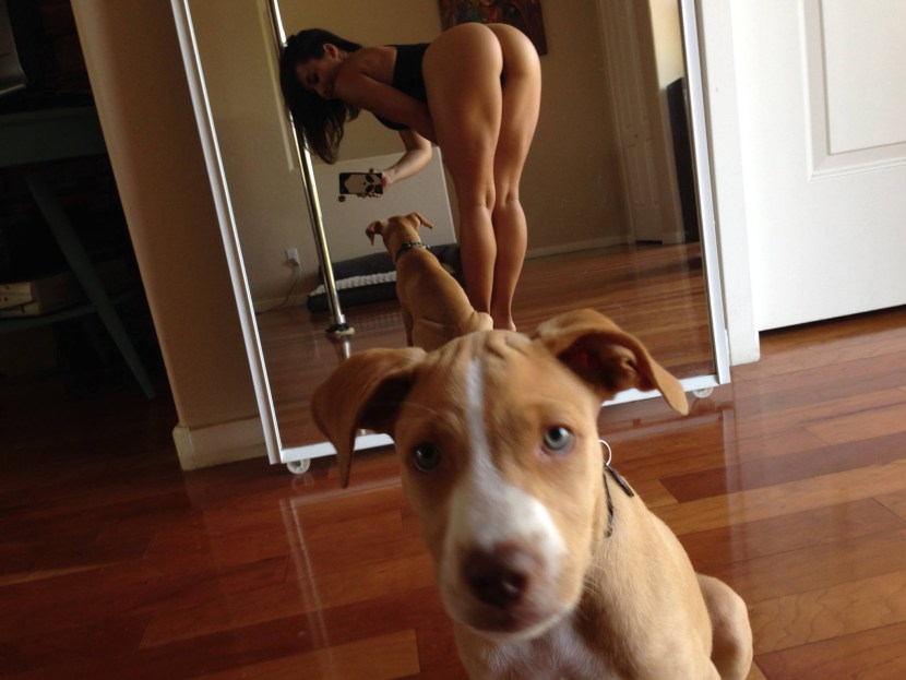 The dog in front of the mirror