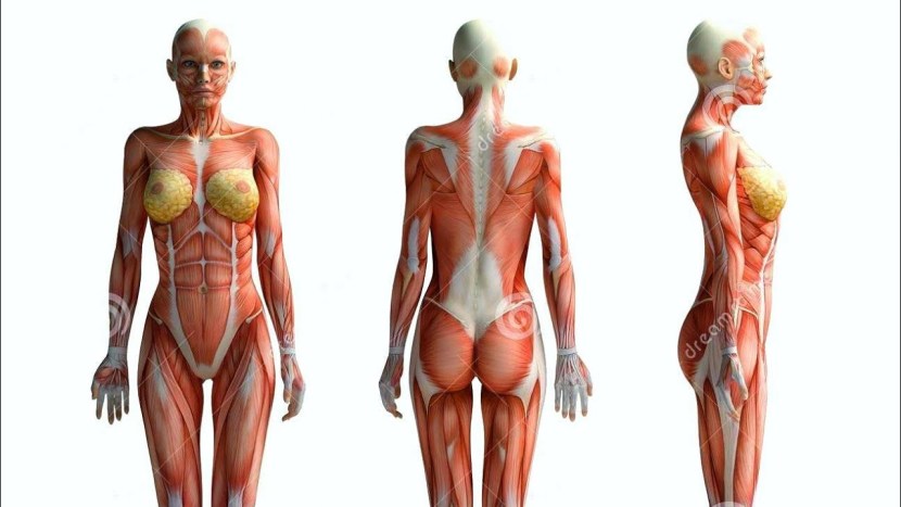 Anatomy of the female body
