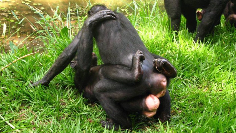 The horse tail is funny