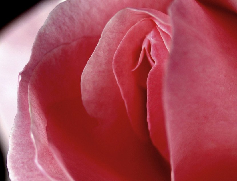 Beautiful vagina of girls