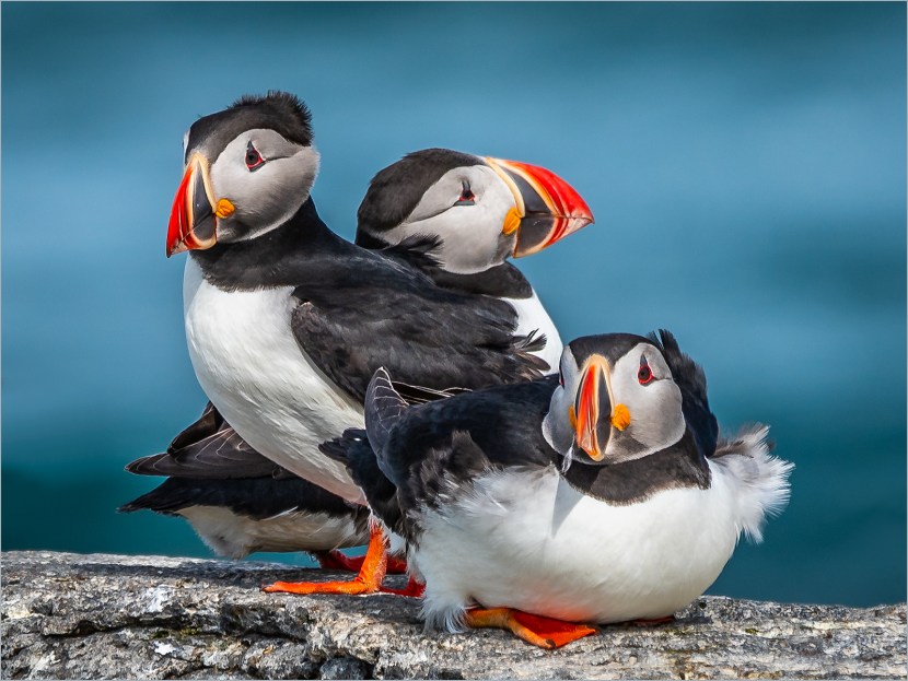 Puffin island photo