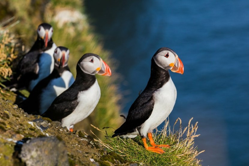 Evolutionary impasse