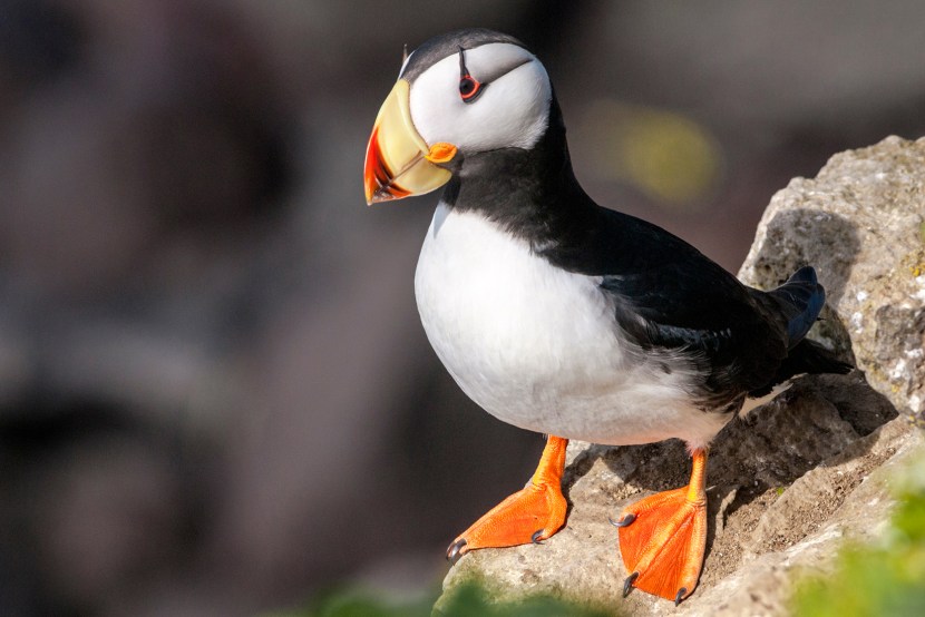 The dead ends of Iceland