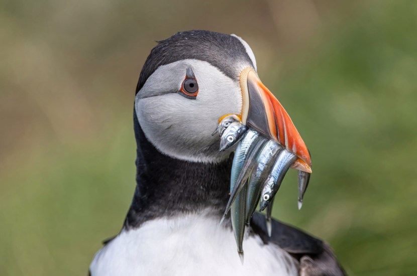 The bird is a dead end pair