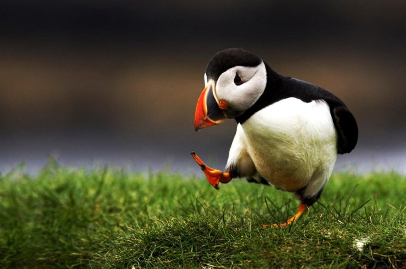 Andrew hutchinson artist