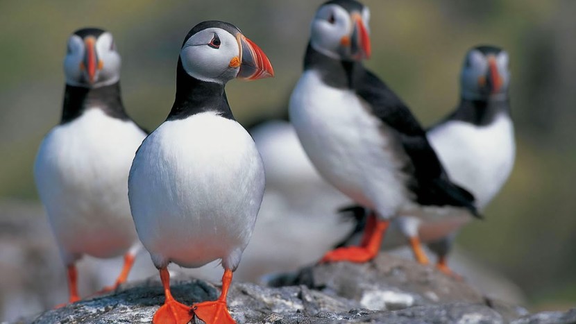 The Most Beautiful Bird in the World