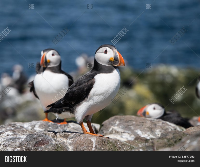 The dead ends of the Shetland Islands