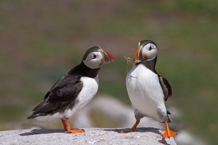 Wrangel island is a dead end