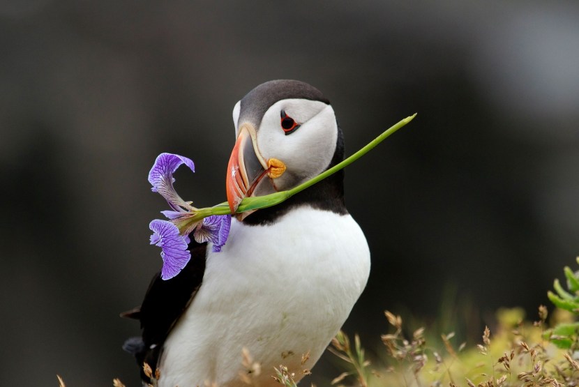 Morpugo Keeper of the island of Puffin