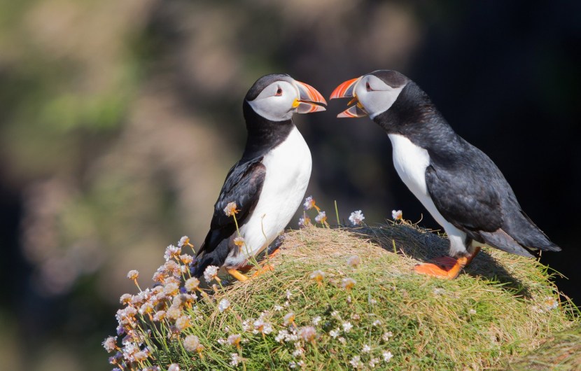 Photo where Puffins live